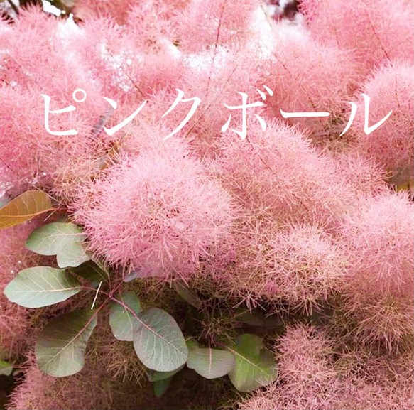 スモークツリー　花ピンク　８号　現物発送