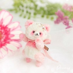 Proomy粉色的非洲菊熊貓　微型 第1張的照片