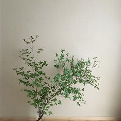 初夏の枝物（ドウダンツツジ）生花 1枚目の画像