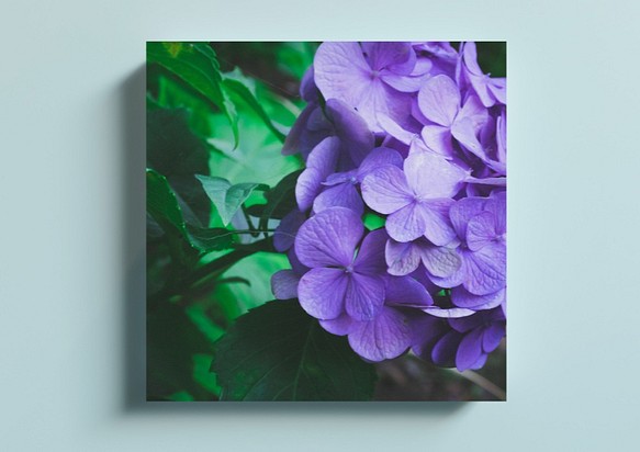 紫陽花　正方形キャンバスプリント・ファブリックパネル　落ち着いた色味でお部屋にぴったり！ 1枚目の画像