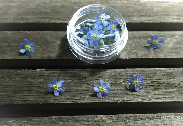 ブルーの忘れな草✿ドライフラワー 1枚目の画像