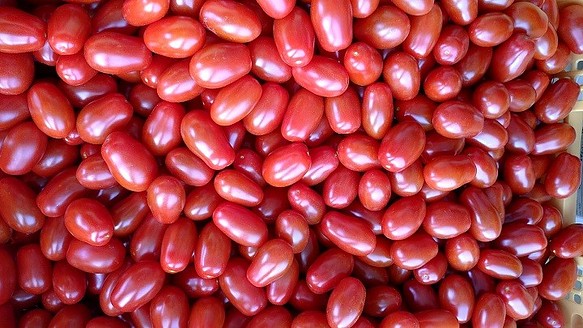 旨味あふれる農薬不使用クッキングトマト2.5kg 1枚目の画像