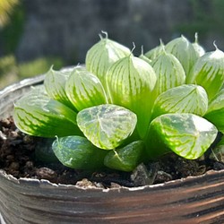 ハオルチア 雪の花 オブツーサ キラキラ窓が美しい 送料無料 母の日 プレゼント ギフト フラワー リース サザンサボ 通販 Creema クリーマ ハンドメイド 手作り クラフト作品の販売サイト