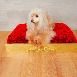 受注製作　ヨーロピアンペットベッド　ペットソファ　犬　猫　犬小屋 1枚目の画像