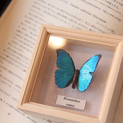 木製蝶々ブローチ　メネラウスモルフォ 1枚目の画像