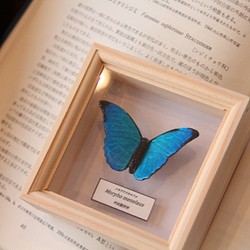木製蝶々ブローチ　メネラウスモルフォ（飛翔） 1枚目の画像