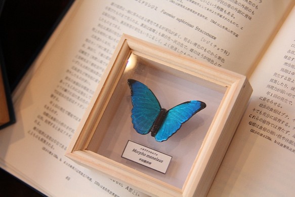 木製蝶々ブローチ　メネラウスモルフォ（飛翔） 1枚目の画像