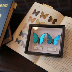木製蝶々ブローチ二匹セット　メネラウスモルフォ・カキカモルフォ　展翅バージョン 1枚目の画像