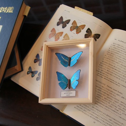 木製蝶々ブローチ二匹セット メネラウスモルフォ・カキカモルフォ 展翅
