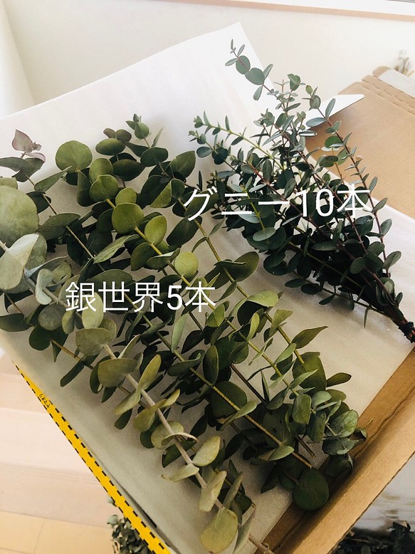 現品】ユーカリ・銀世界（ぎんせかい） ８号 Ⅰ - 植木、庭木