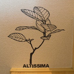 ウォールステッカー　観葉植物　アルテシマ 1枚目の画像