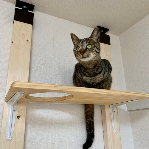 穴付きキャットステップ 4点セット キャットウォーク ハウス・小屋