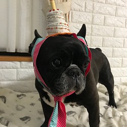 【再販】犬用お誕生日飾り（受注製作） 1枚目の画像