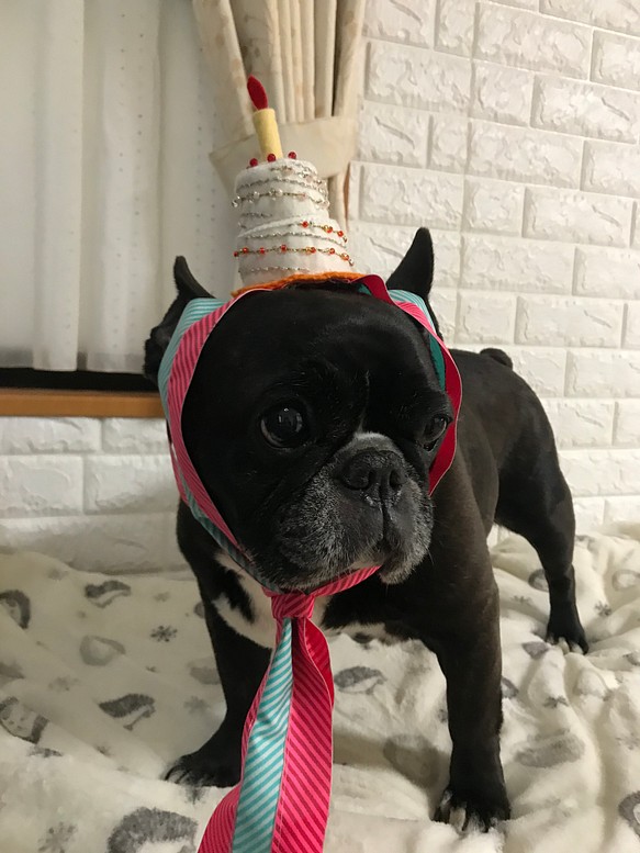 【再販】犬用お誕生日飾り（受注製作） 1枚目の画像