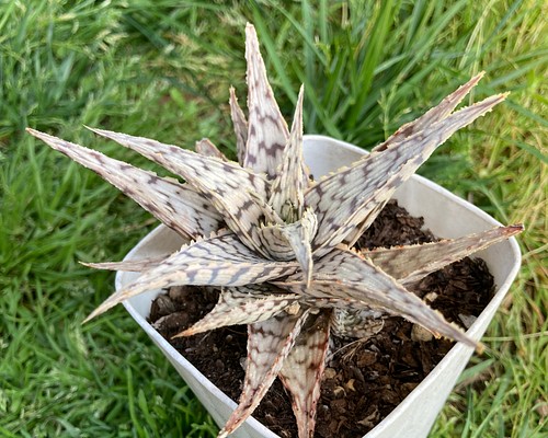 sold多肉植物 ブリザード アロエ 白黒 グリーンインテリア 抜き苗