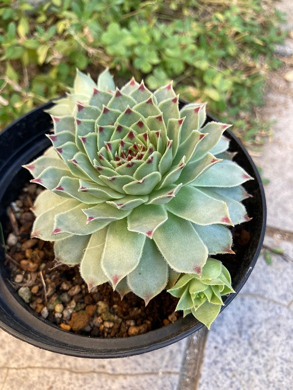 センペルビウム ３個＋おまけ♡ カット苗 多肉植物 - 植物/観葉植物