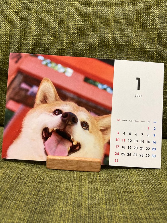 柴犬ひより　2021年カレンダー 1枚目の画像
