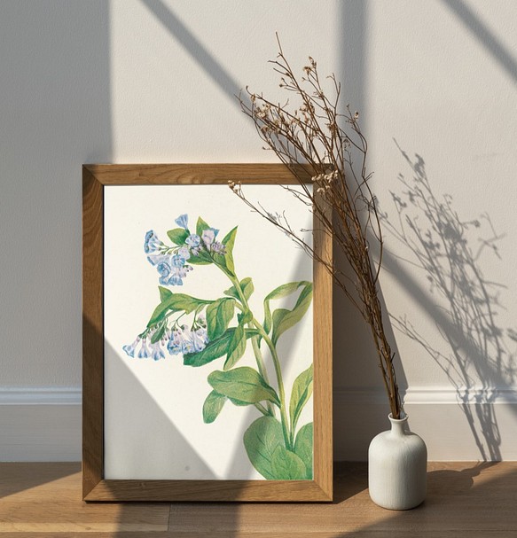 No 8 バージニアブルーベルの花フラワーイラストアートポスター ボタニカル植物 人気激安 ナチュラルインテリア淡い水色a4
