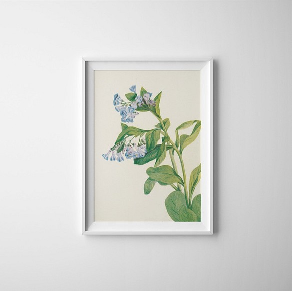 No 8 バージニアブルーベルの花フラワーイラストアートポスター ボタニカル植物 送料無料 ナチュラルインテリア淡い水色a4