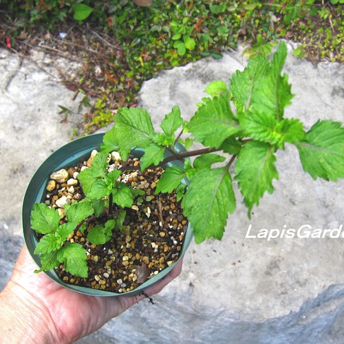 Lapisgardeオリジナル 鉢植え用土 鉢底石付 ４l お花と同梱可 サラサラ根腐れなし 植物別４タイプ その他インテリア雑貨 ラピスガーデン 通販 Creema クリーマ ハンドメイド 手作り クラフト作品の販売サイト