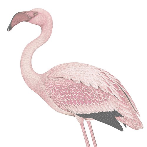 フラミンゴ アートポスター 16 Flamingo イラスト Aina Studio 通販 Creema クリーマ ハンドメイド 手作り クラフト作品の販売サイト