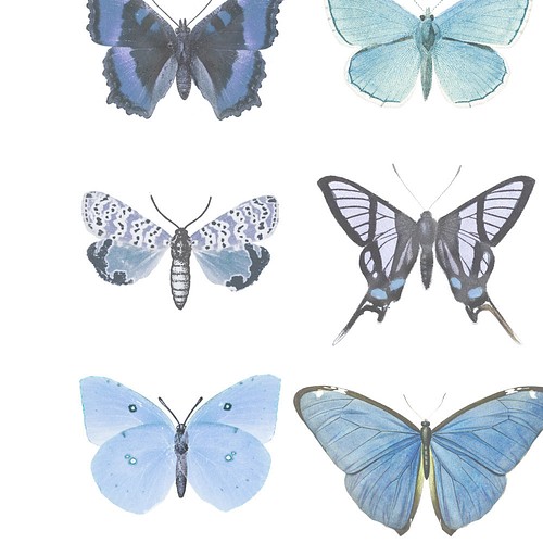 青い蝶 アートポスター 48 Blue Butterfly イラスト Aina Studio 通販 Creema クリーマ ハンドメイド 手作り クラフト作品の販売サイト