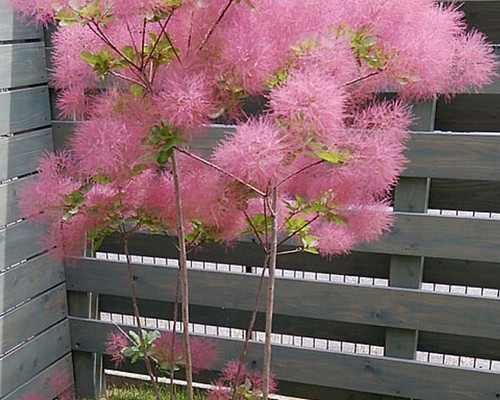 スモークツリー苗ベストピンク苗 苗木 その他素材 虹花園 幸店 通販 ...