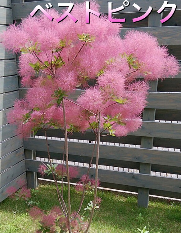 PWスモークツリーピンクと白 接木高さ70cm鉢物大苗2品種マル得セット
