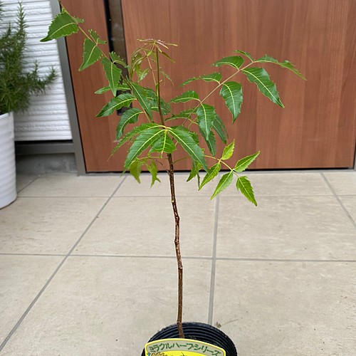 ミラクルニーム苗 防虫 虫除け その他素材 虹花園 幸店 通販 Creema クリーマ ハンドメイド 手作り クラフト作品の販売サイト