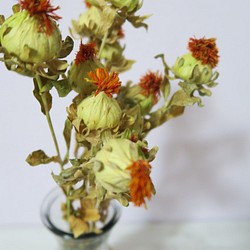 アウトレット　紅花　花材　ドライフラワー　オレンジ 1枚目の画像