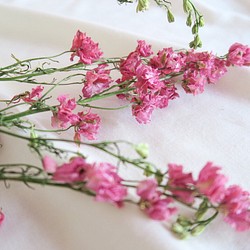 ラクスパーピンク3本セット花材　ドライフラワー　ラクスパー　ピンク　花材 1枚目の画像