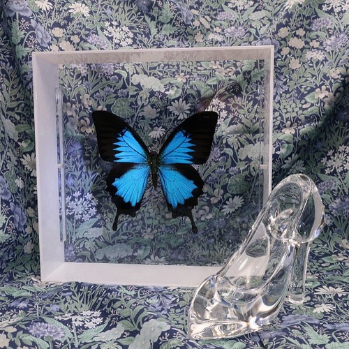ガラスの靴 ◇オオルリアゲハ◇ アクリルフレーム 蝶の標本 その他