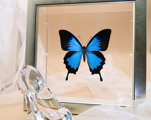ガラスの靴 ◇オオルリアゲハ◇ ライトフレーム 蝶の標本 その他アート 