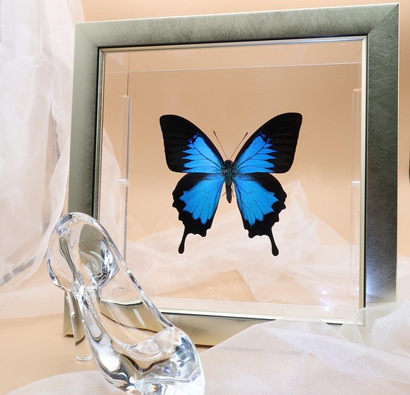 ガラスの靴　◆オオルリアゲハ◆　ライトフレーム　蝶の標本 1枚目の画像