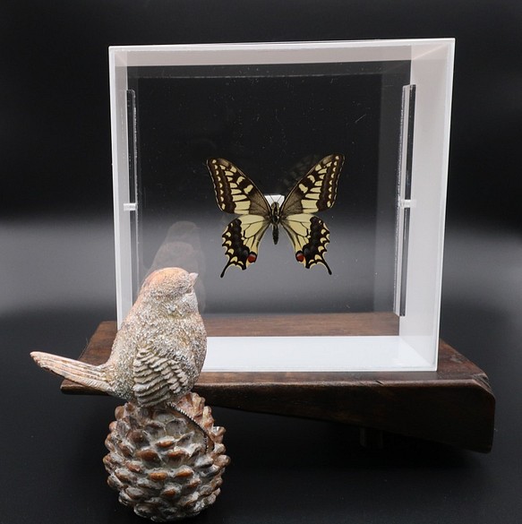 蝶の標本 熱帯のアゲハチョウ(1A) - その他