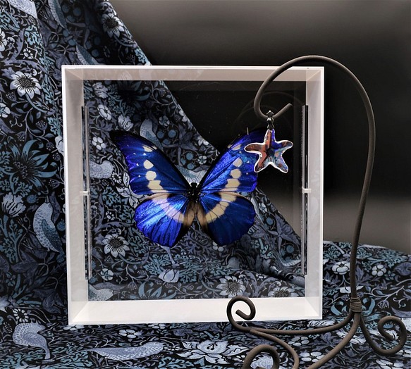 クリスマスの星　◆ヘレナモルフォ◆　アクリルフレーム　蝶の標本 1枚目の画像