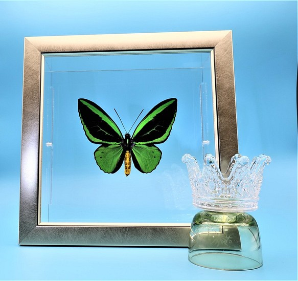 蝶の王　◆メガネアゲハ◆　ライトフレーム　蝶の標本 1枚目の画像