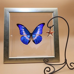 クリスマスの星　◆ヘレナモルフォ◆　ライトフレーム　蝶の標本 1枚目の画像