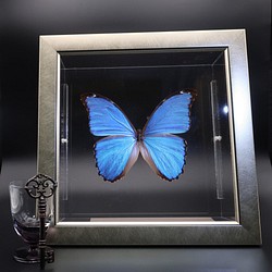 管理人  ◆ディディウスモルフォ◆　ライトフレーム　蝶の標本 1枚目の画像