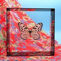 南国の貴婦人　◆オオゴマダラ◆　アクリルフレーム　蝶の標本　 1枚目の画像