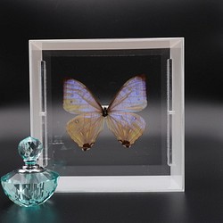 真珠の香り　◆スルコウスキーモルフォ◆　アクリルフレーム　蝶の標本 1枚目の画像