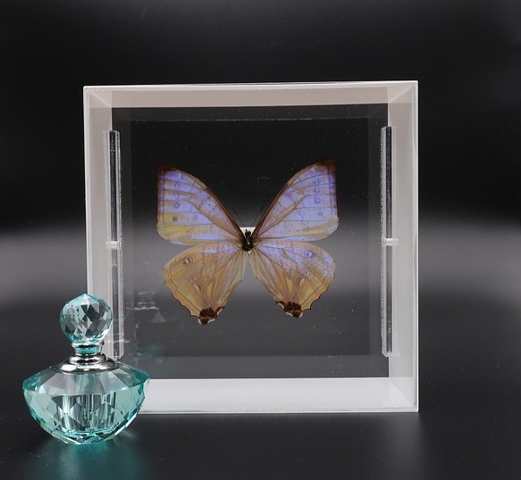 真珠の香り　◆スルコウスキーモルフォ◆　アクリルフレーム　蝶の標本 1枚目の画像