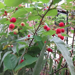 苗　ジューンベリー　シンボルツリーに最適　記念樹に　家庭果樹　生食ジャムジュース　紅葉　 1枚目の画像