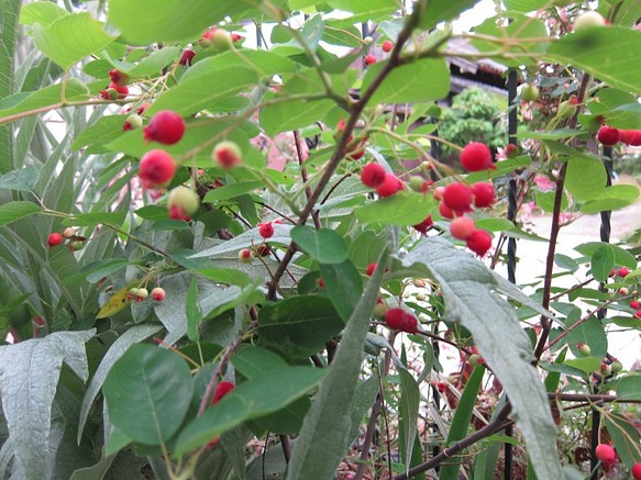 苗　ジューンベリー　シンボルツリーに最適　記念樹に　家庭果樹　生食ジャムジュース　紅葉　 1枚目の画像