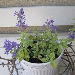 キャットミント　ライムライト　黄金の葉　ブルーのお花　(=^・・^=)一　一味違うお庭を 1枚目の画像