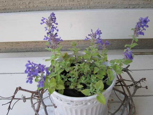 キャットミント　ライムライト　黄金の葉　ブルーのお花　(=^・・^=)一　一味違うお庭を 1枚目の画像