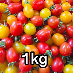 サザキ農園のカラフルミニトマト 彩りバラエティーセット1kg 1枚目の画像