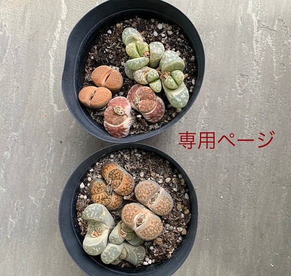 リトープス 紫巴里玉 5点 - 観葉植物