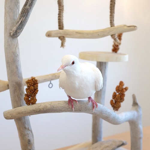 鳥さんの公園♪ 流木バードアスレチック おもちゃ・ペット小物 
