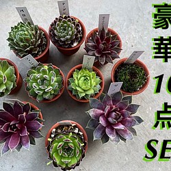 限定④SET‼️品種ラベル付き❗️センペルビウム10株SET❗️】 多肉植物